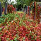 herbstblätterdecke...