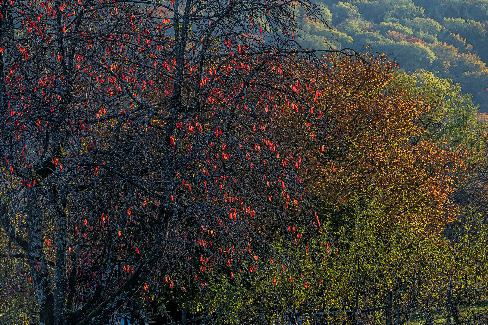 Herbstblättergewirr