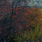 Herbstblättergewirr