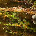 Herbstblätterspiegelung