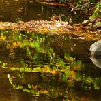 Herbstblätterspiegelung