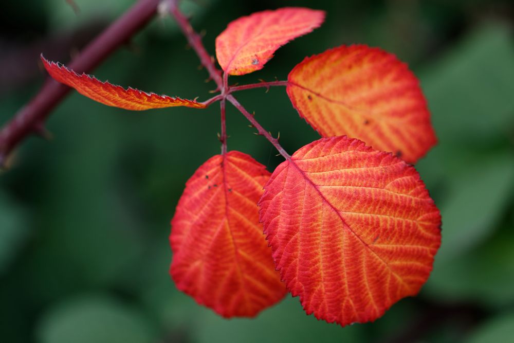 Herbst.Blätter.Stimmung.