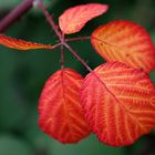 Herbst.Blätter.Stimmung.