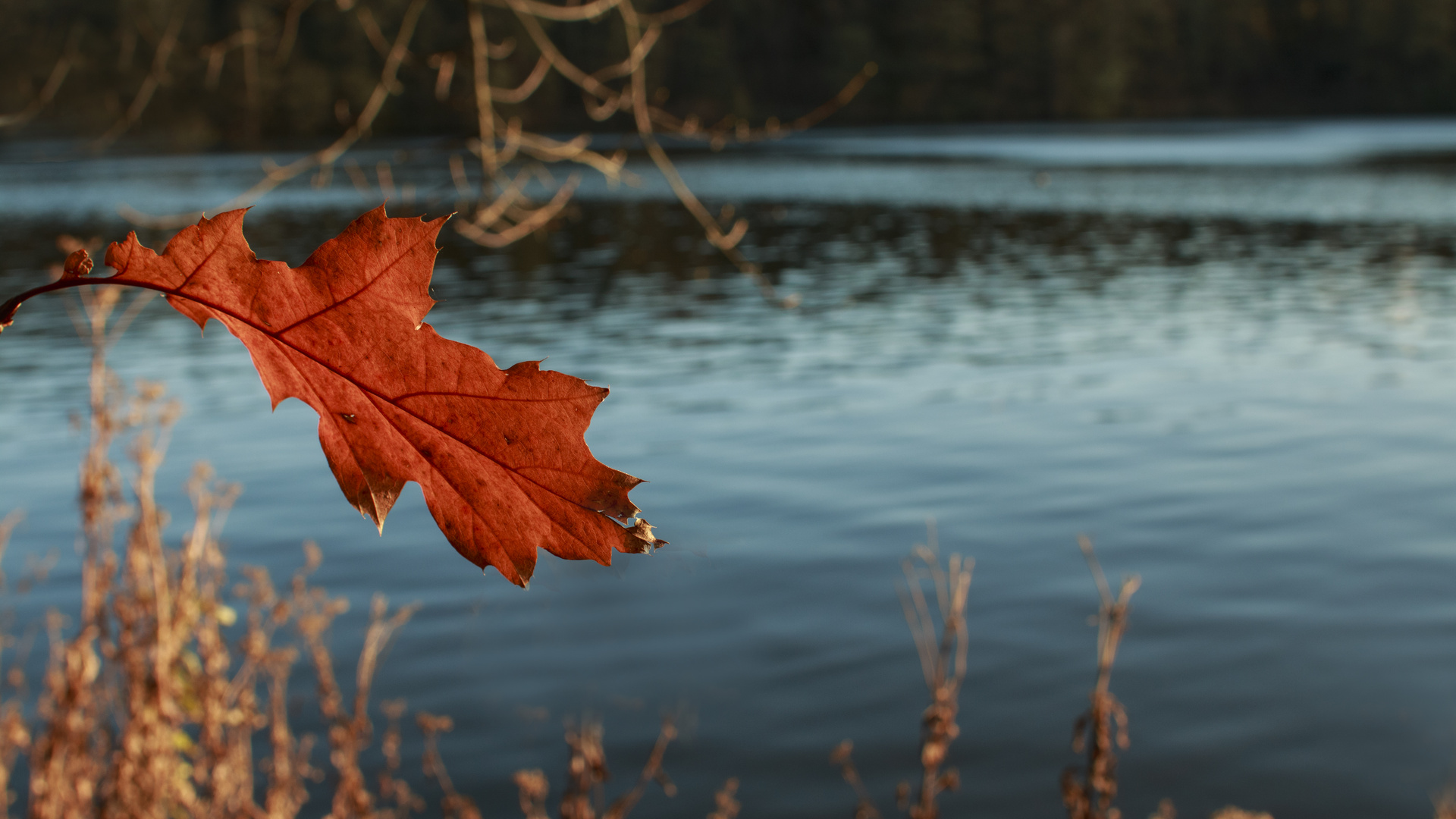 Herbstblatt 01   Herbst 13 (2017)