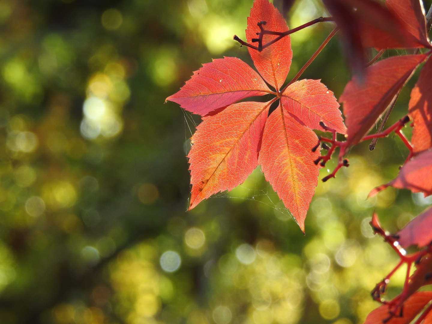 Herbstblatt