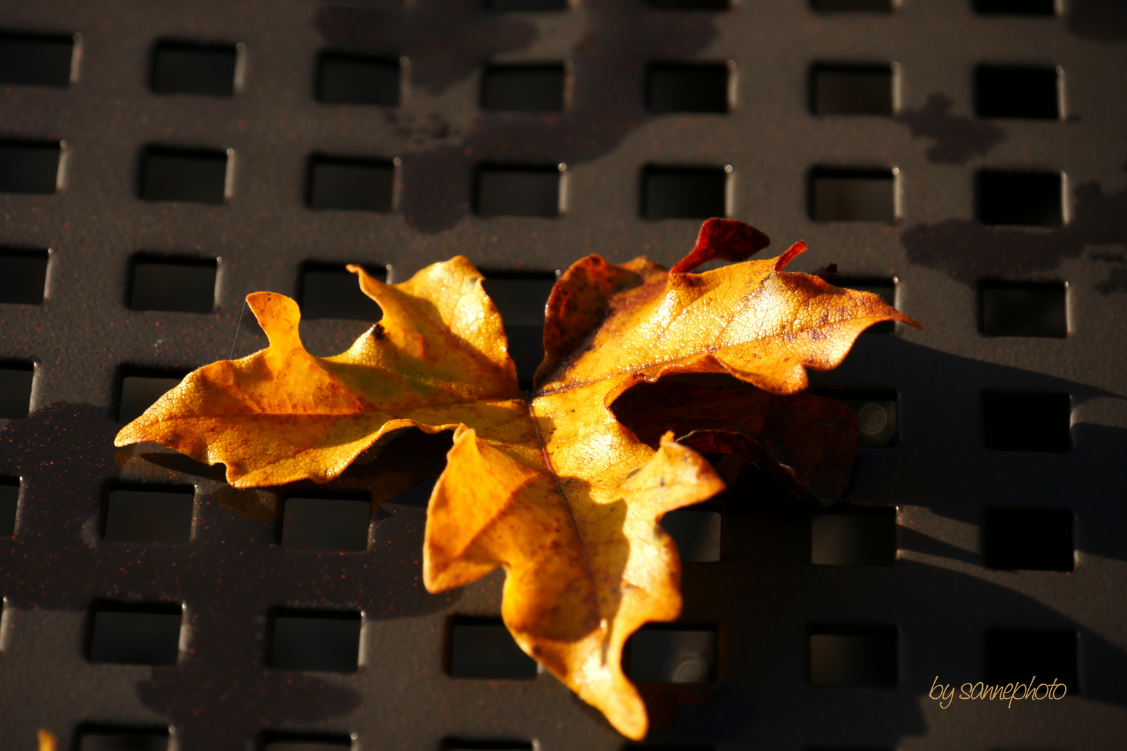 Herbstblatt