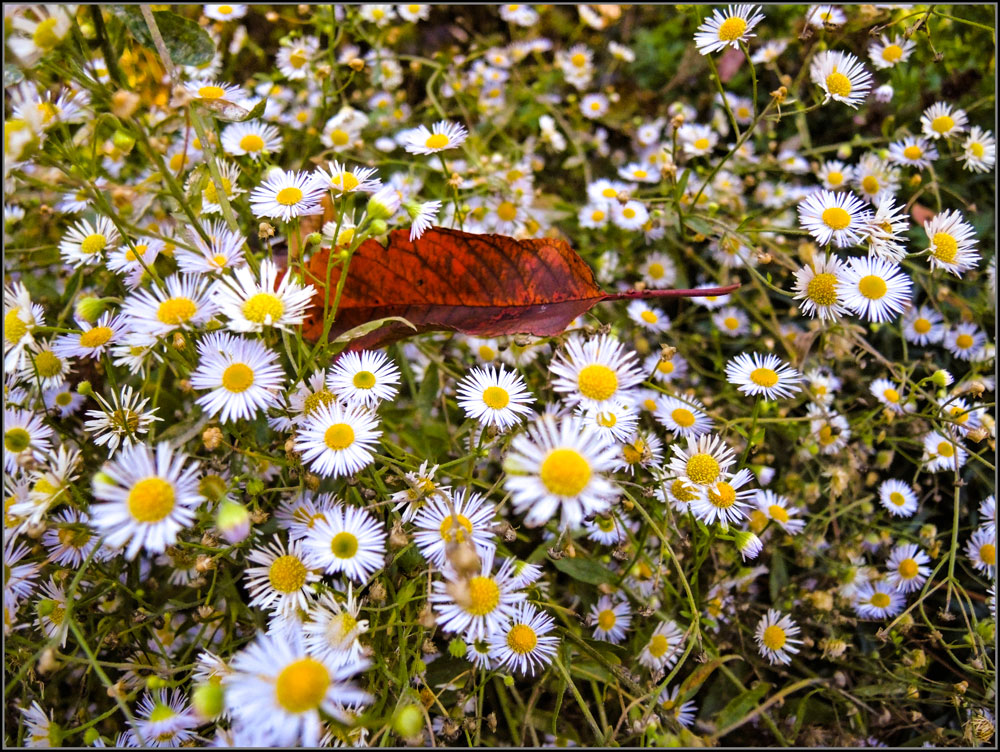 Herbstblatt