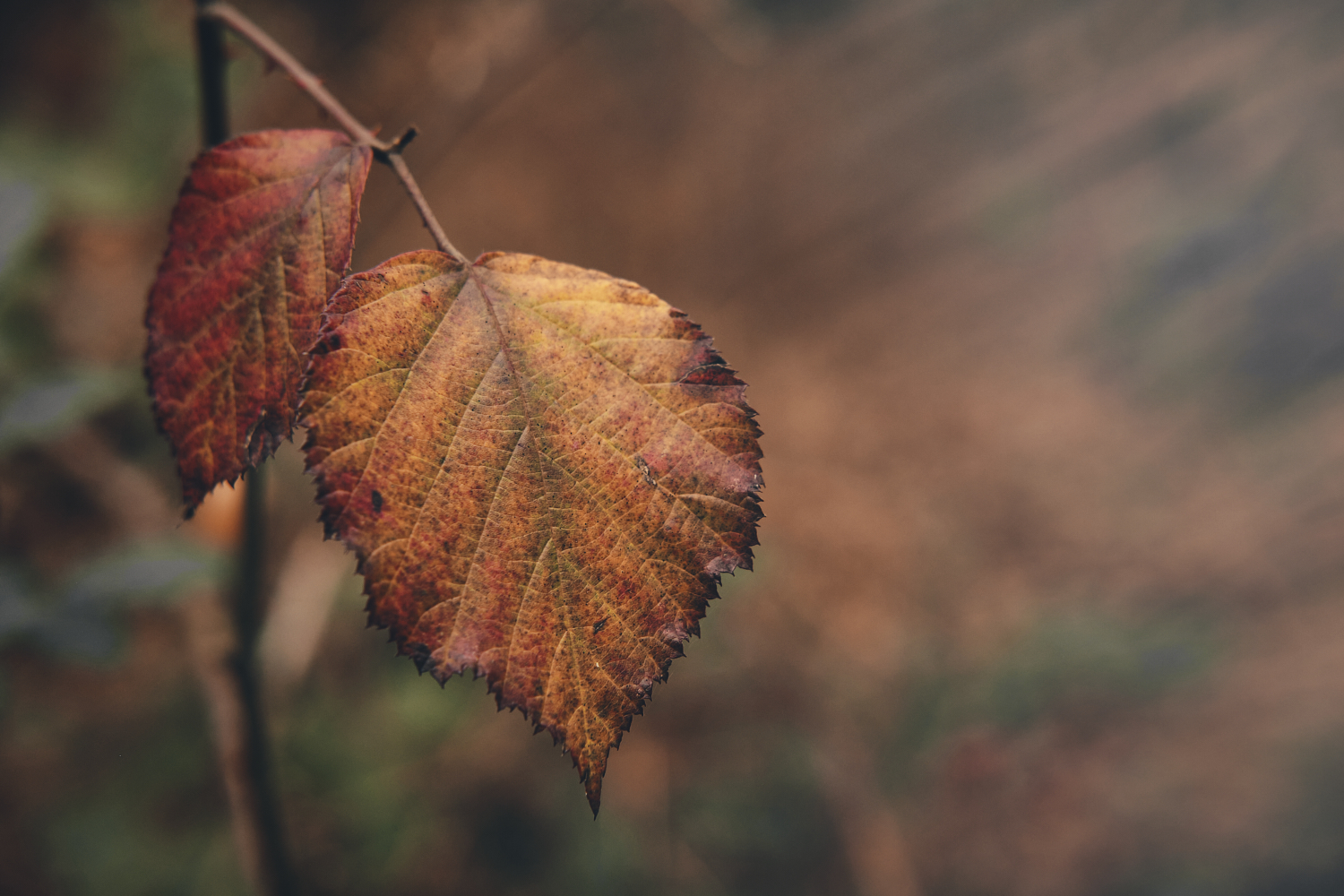 Herbstblatt