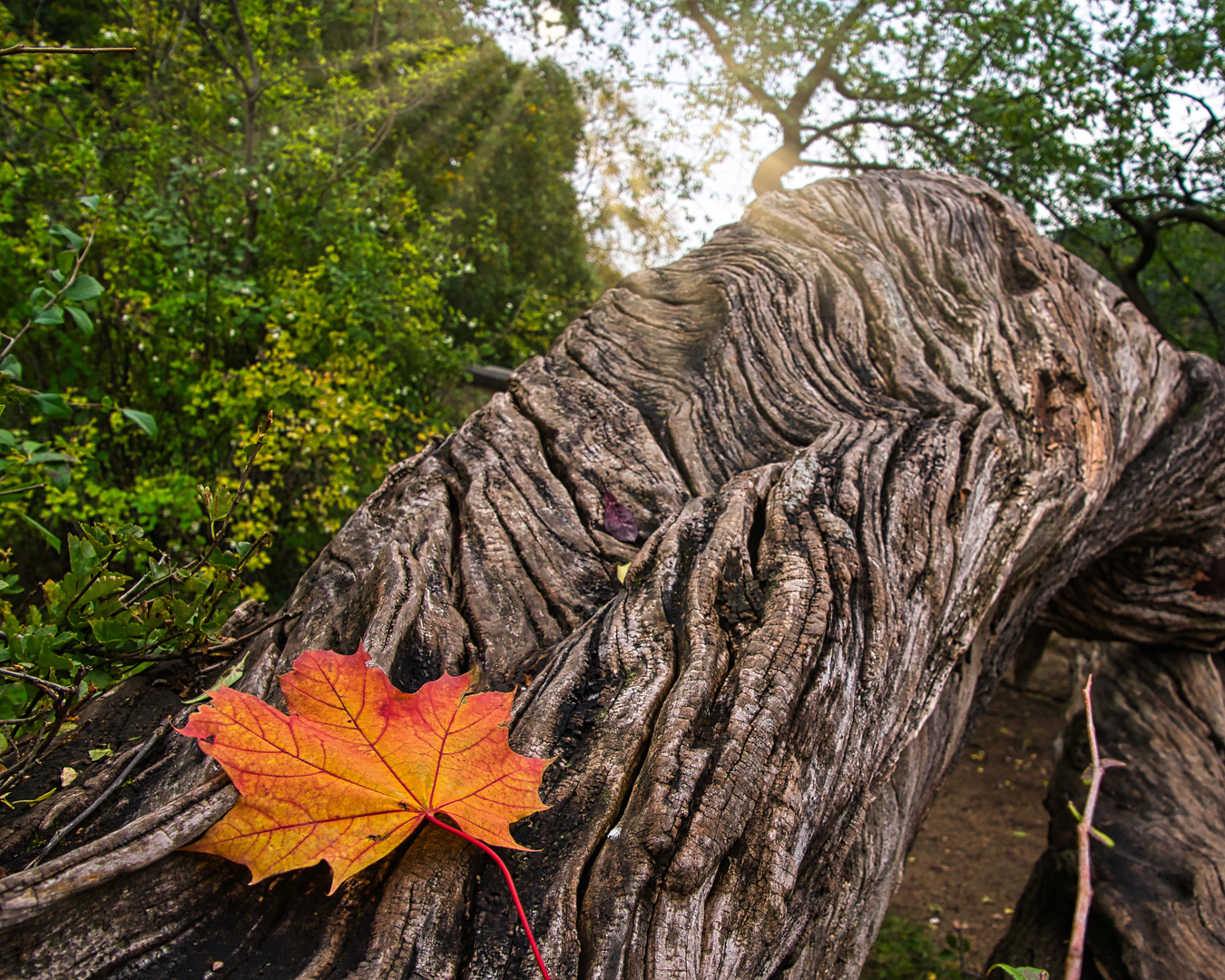 Herbstblatt