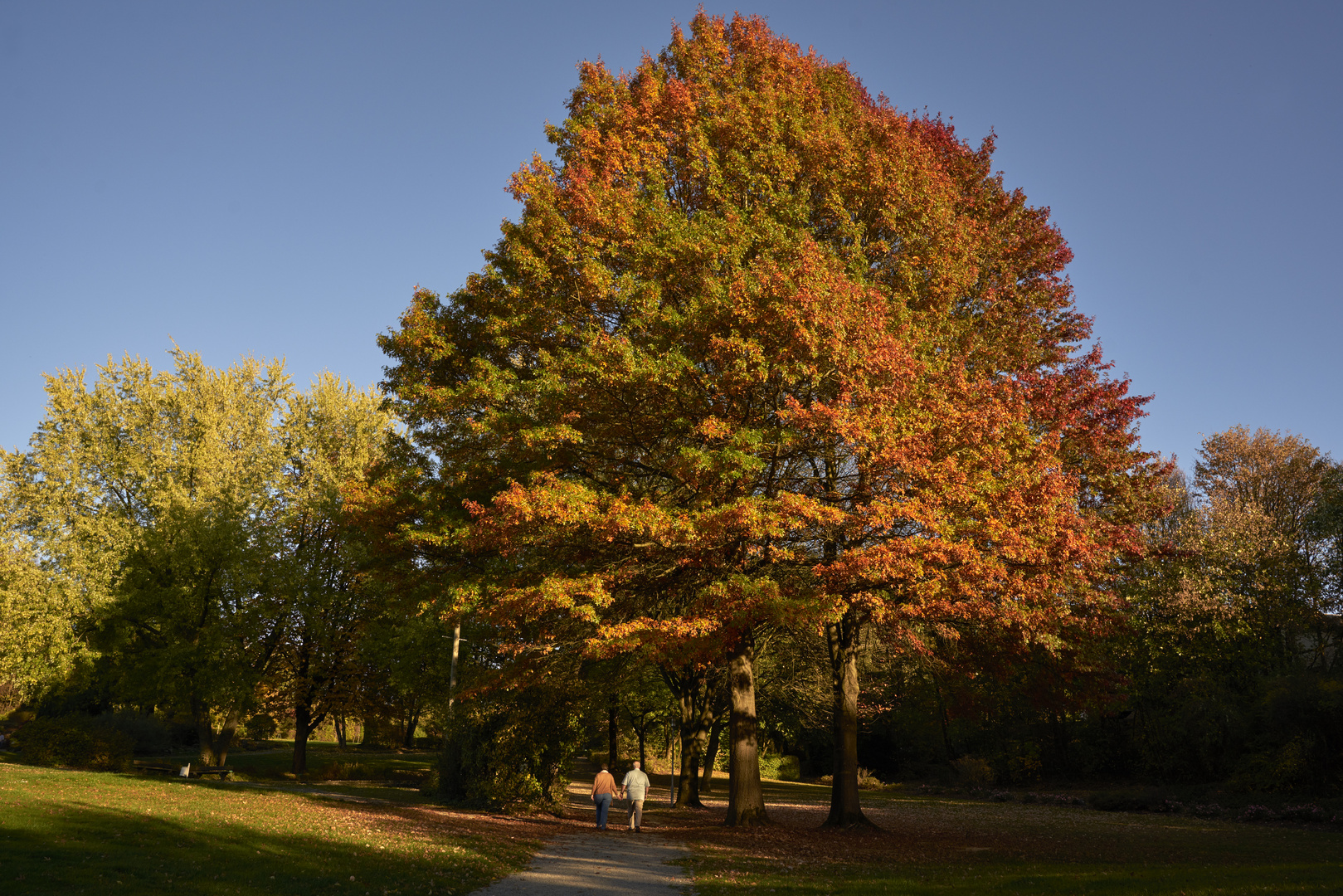 Herbstblatt