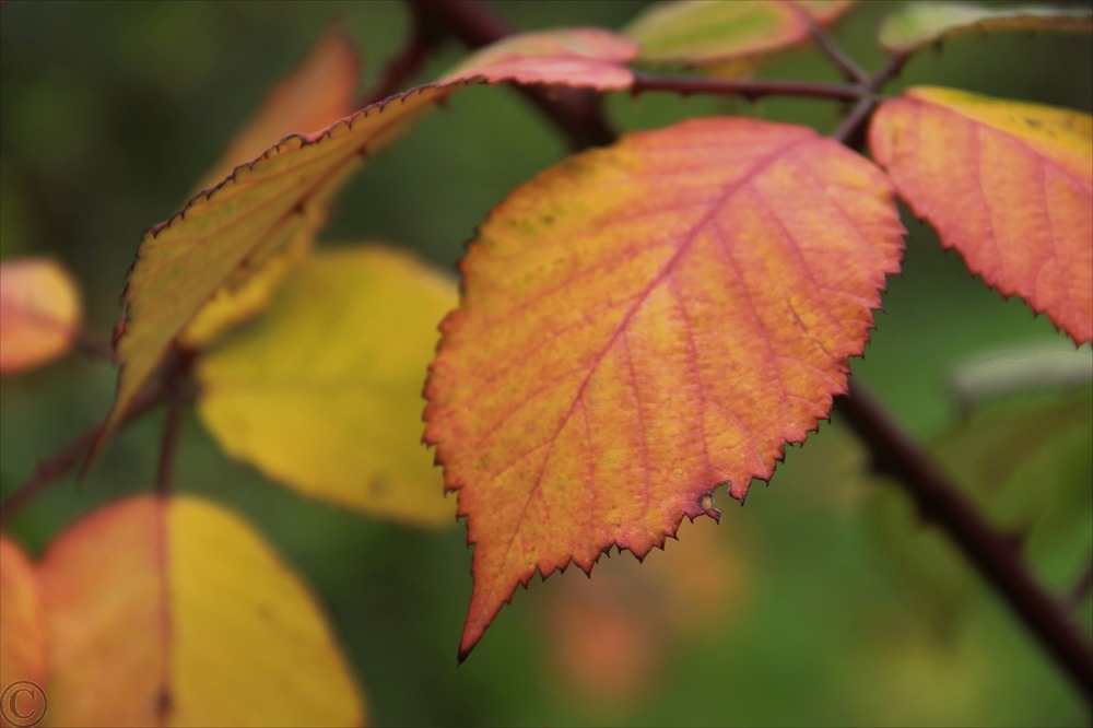 Herbstblatt