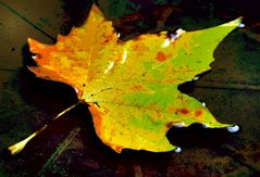 Herbstblatt