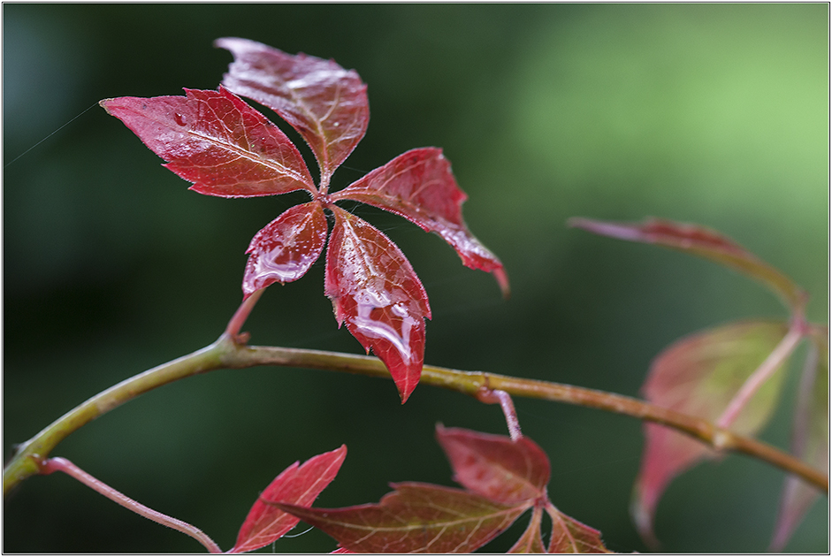 Herbstblatt