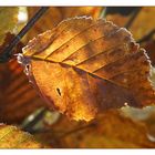 Herbstblatt 1