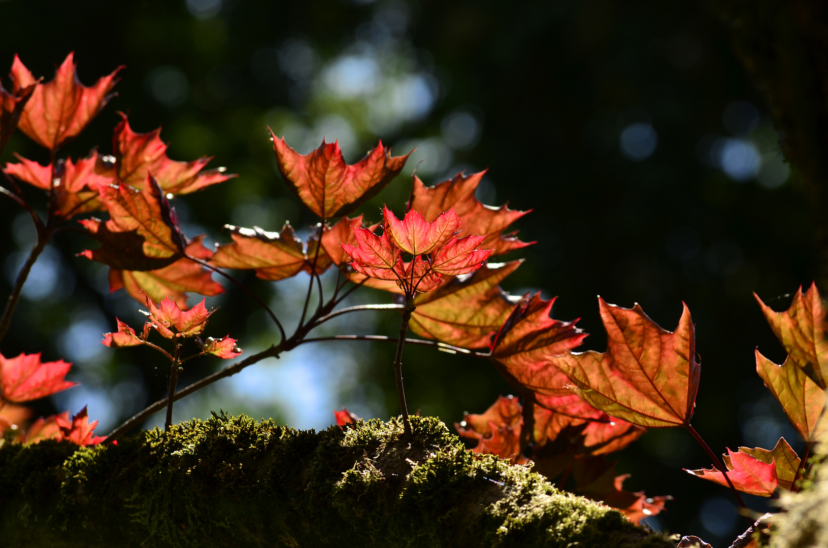 Herbstblatt 1