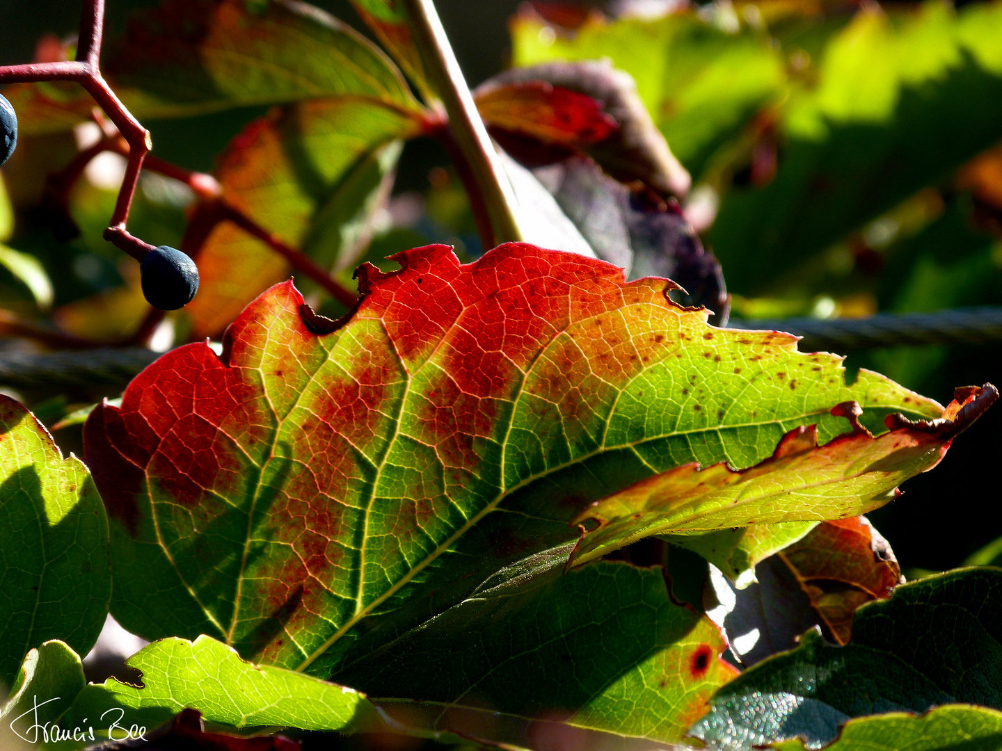 Herbstblatt