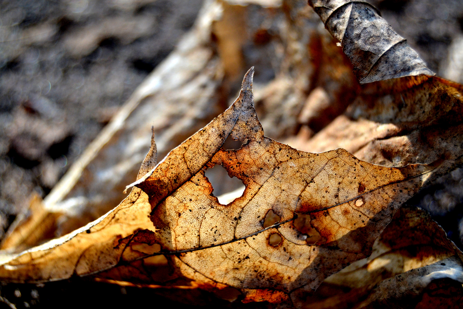 Herbstblatt