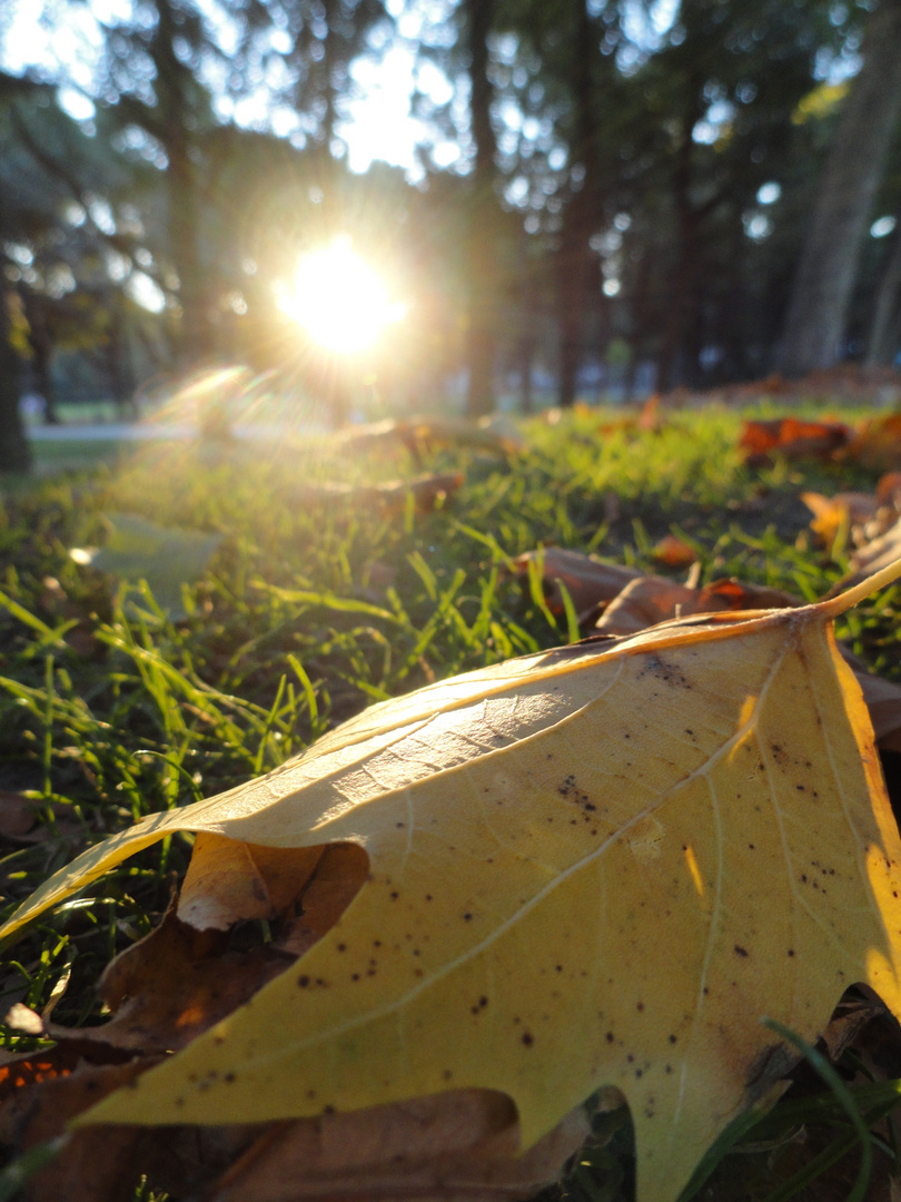 Herbstblatt