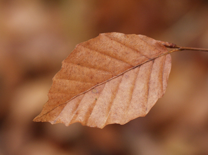 Herbstblatt!