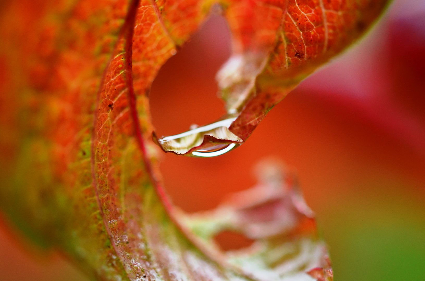 Herbstblatt