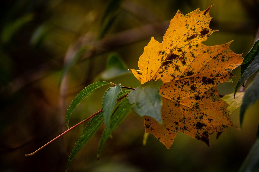 Herbstblatt