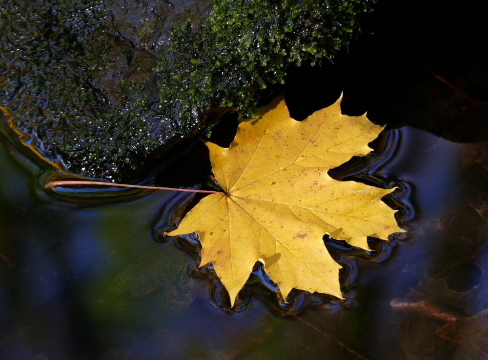 Herbstblatt