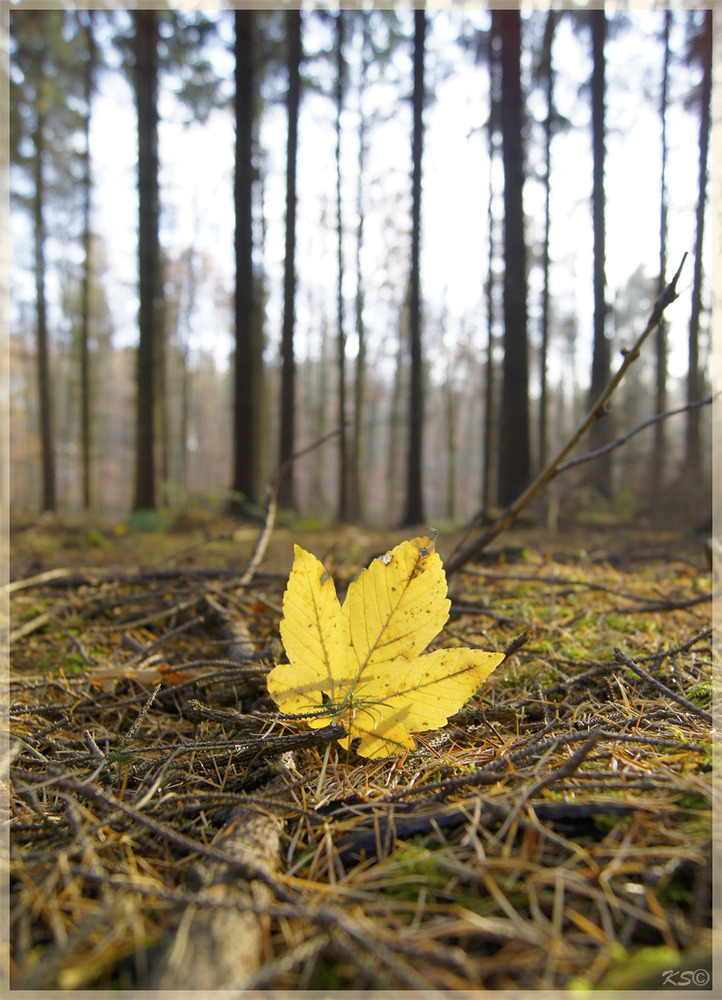 HerbstBlatt