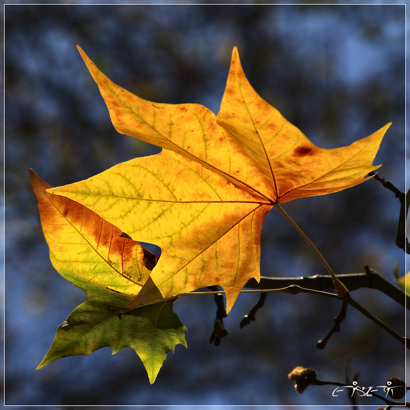 Herbstblatt