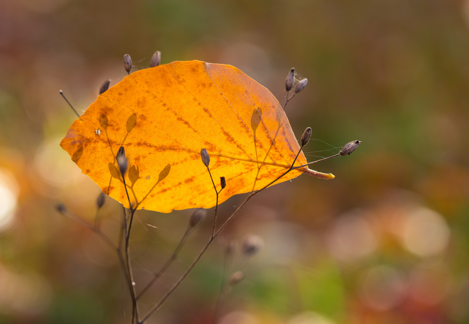 Herbstblatt 2