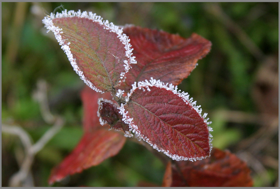 Herbstblatt 2