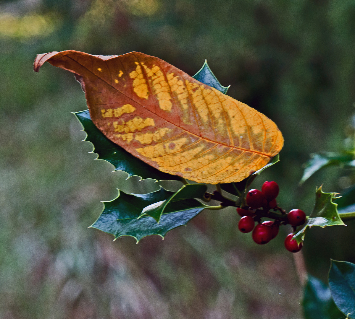 Herbstblatt