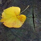 Herbstblatt