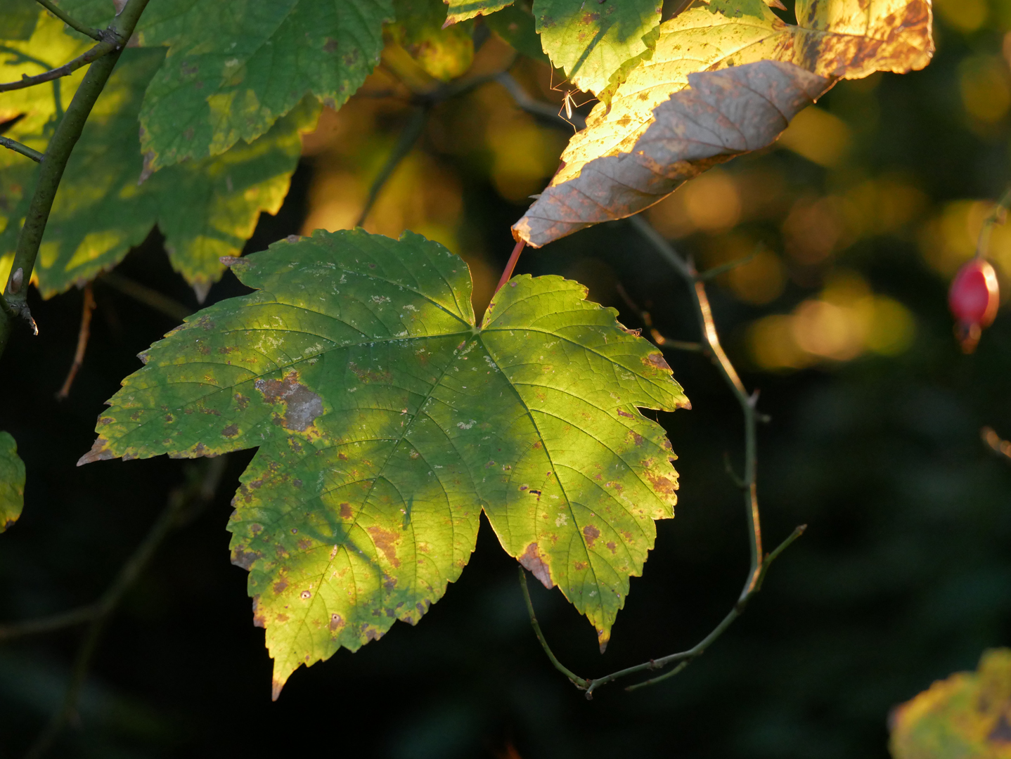 Herbstblatt