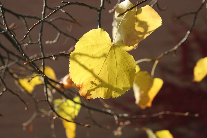 Herbstblatt