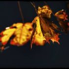 Herbstblatt