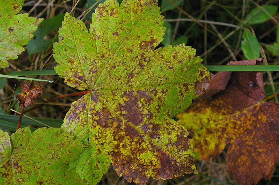 Herbstblatt