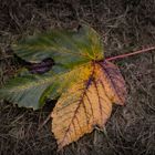 Herbstblatt