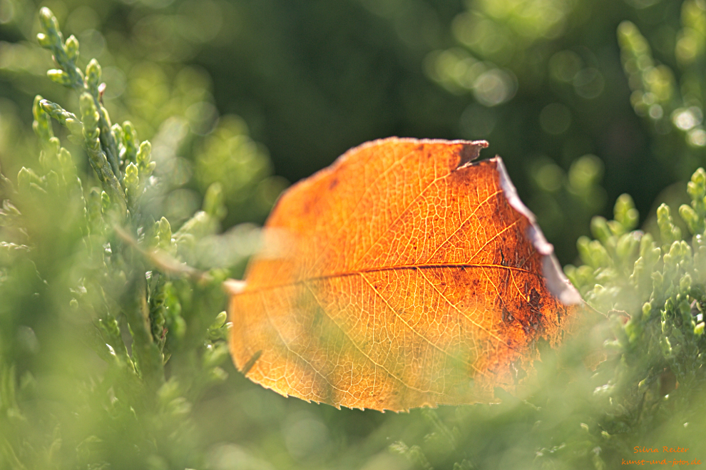 Herbstblatt