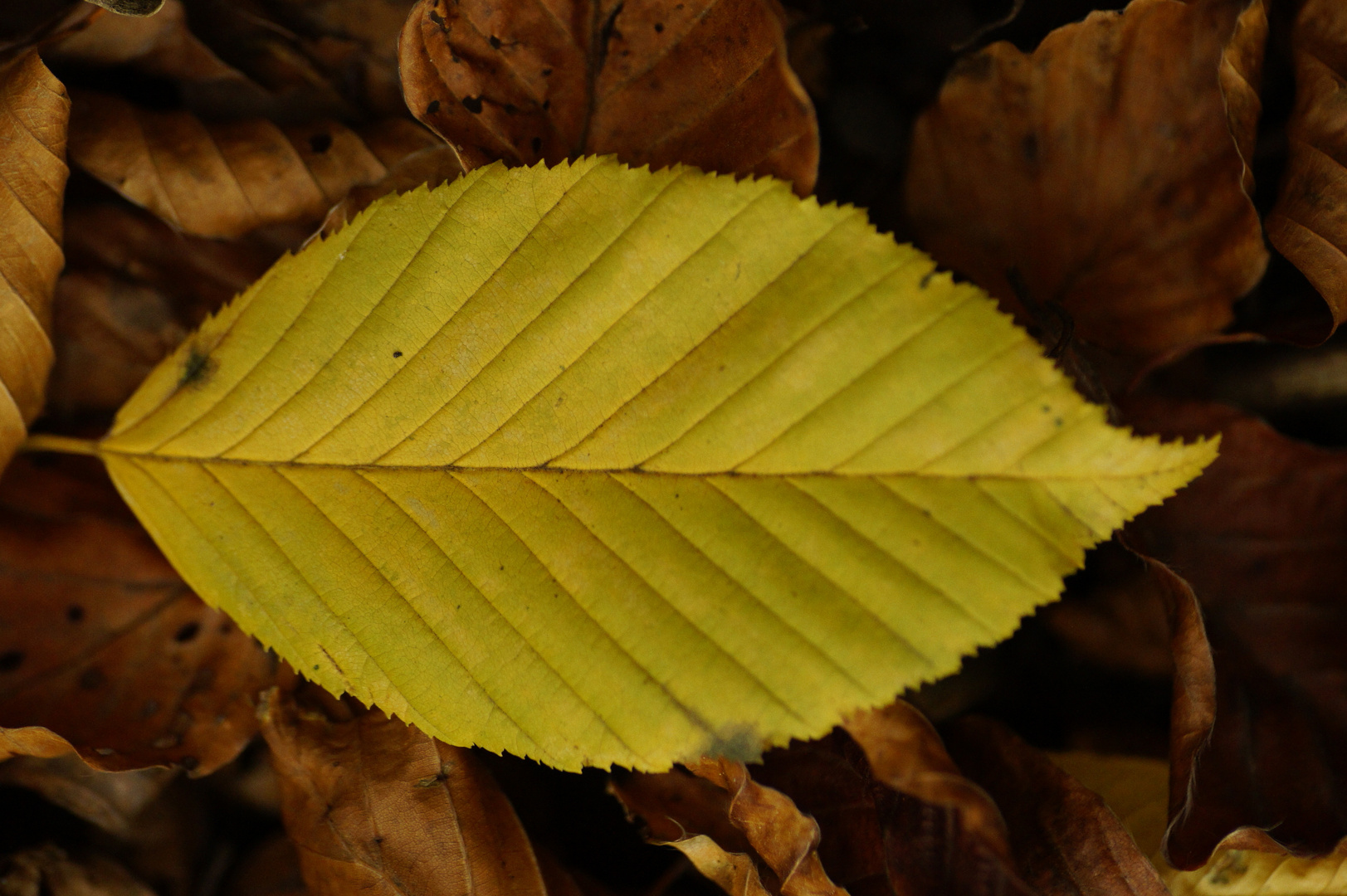 Herbstblatt