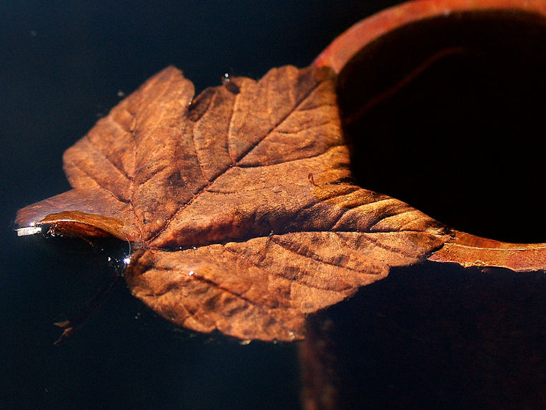 Herbstblatt