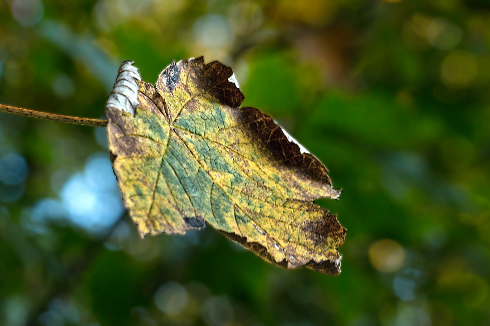 Herbstblatt