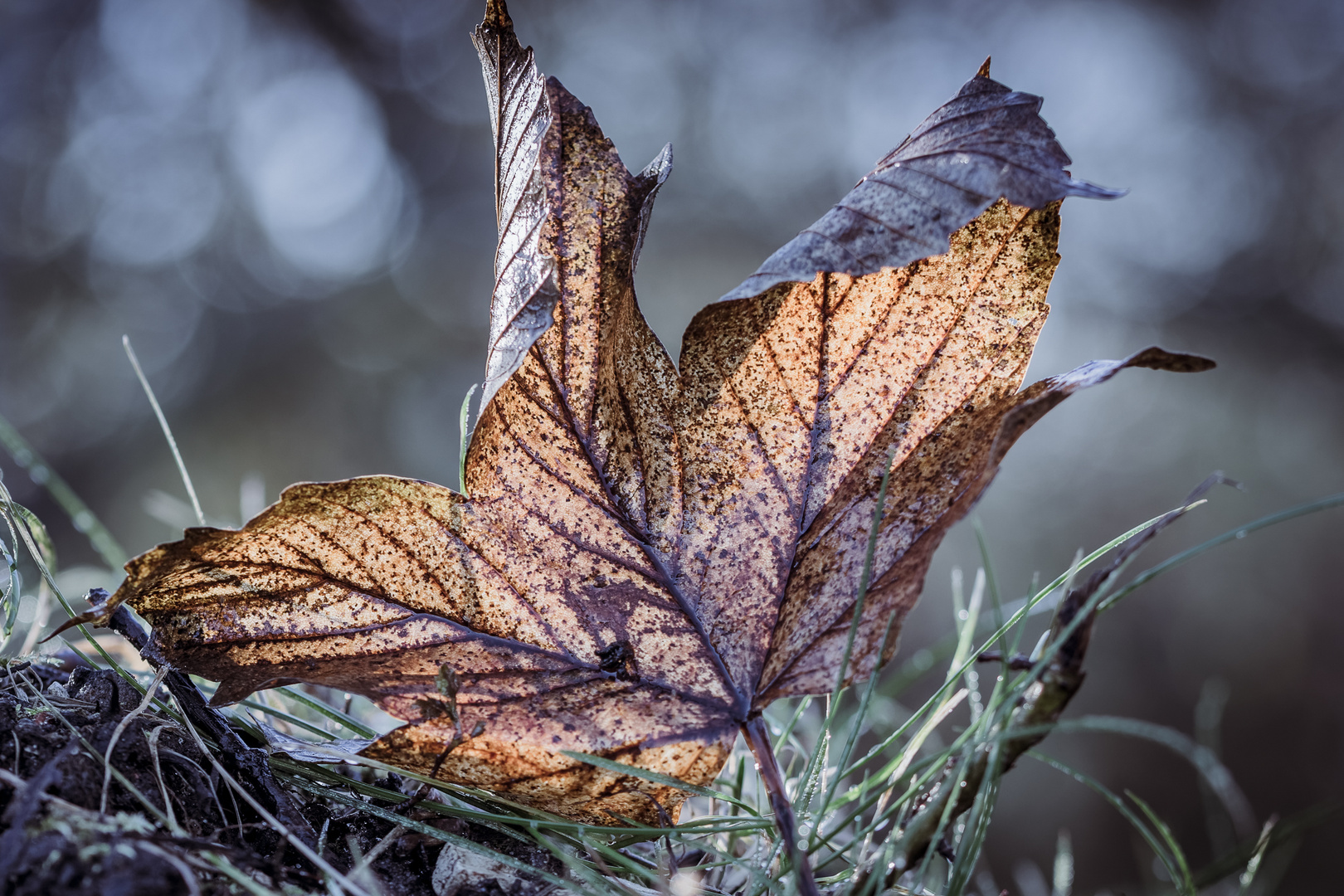 Herbstblatt