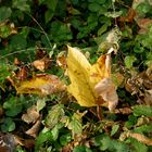 Herbstblatt 