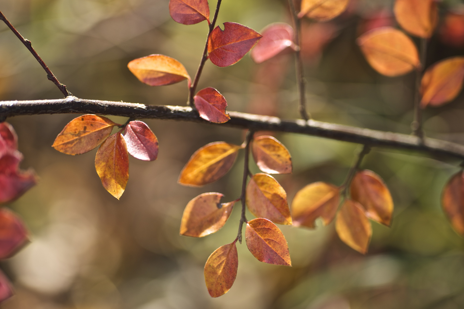 herbstblatt