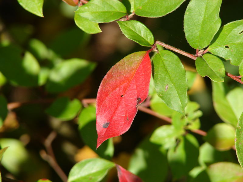 Herbstblatt