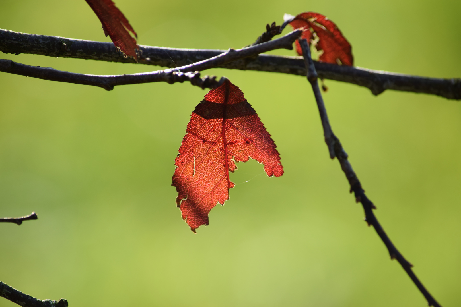 Herbstblatt