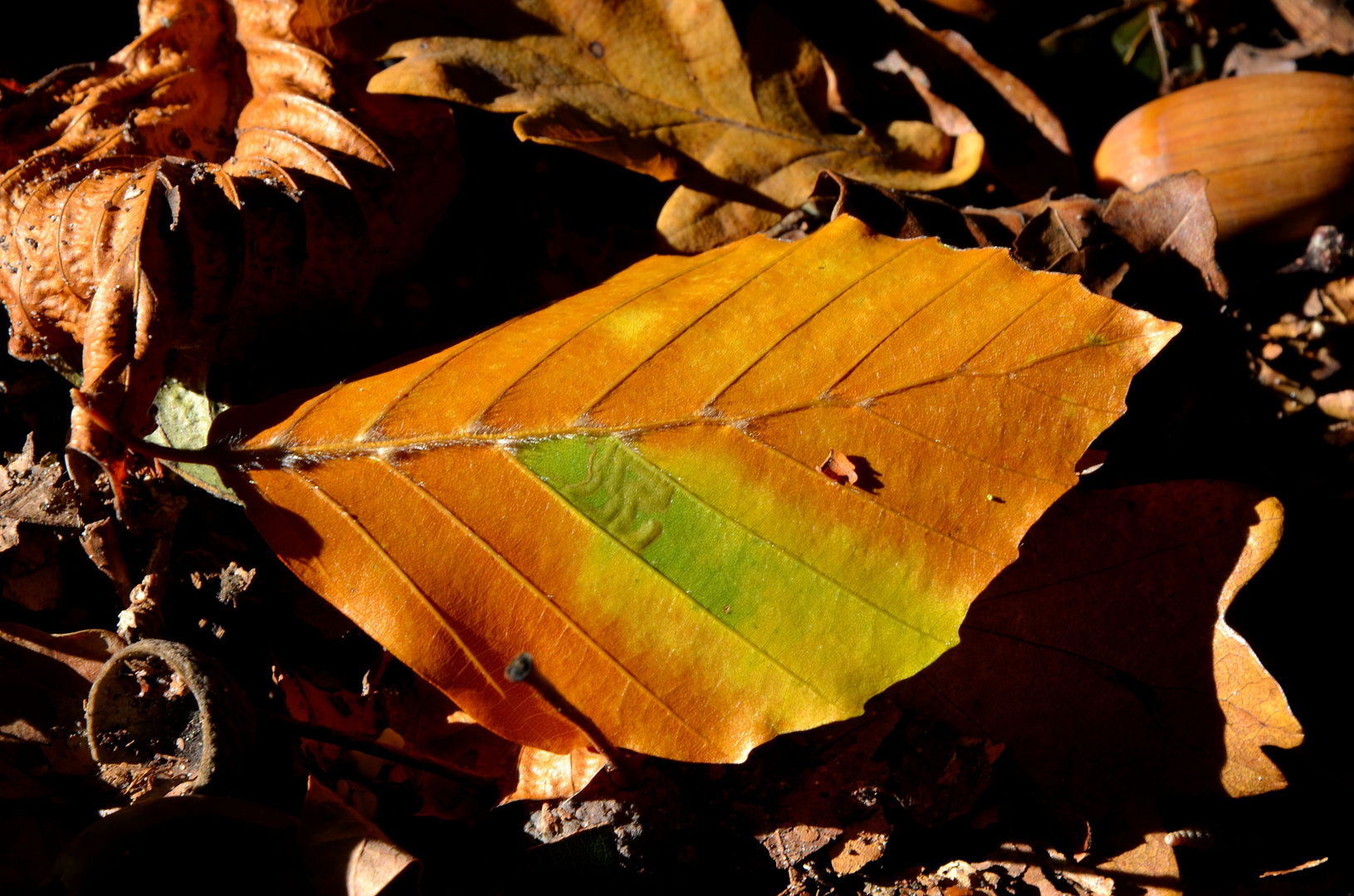 Herbstblatt ....