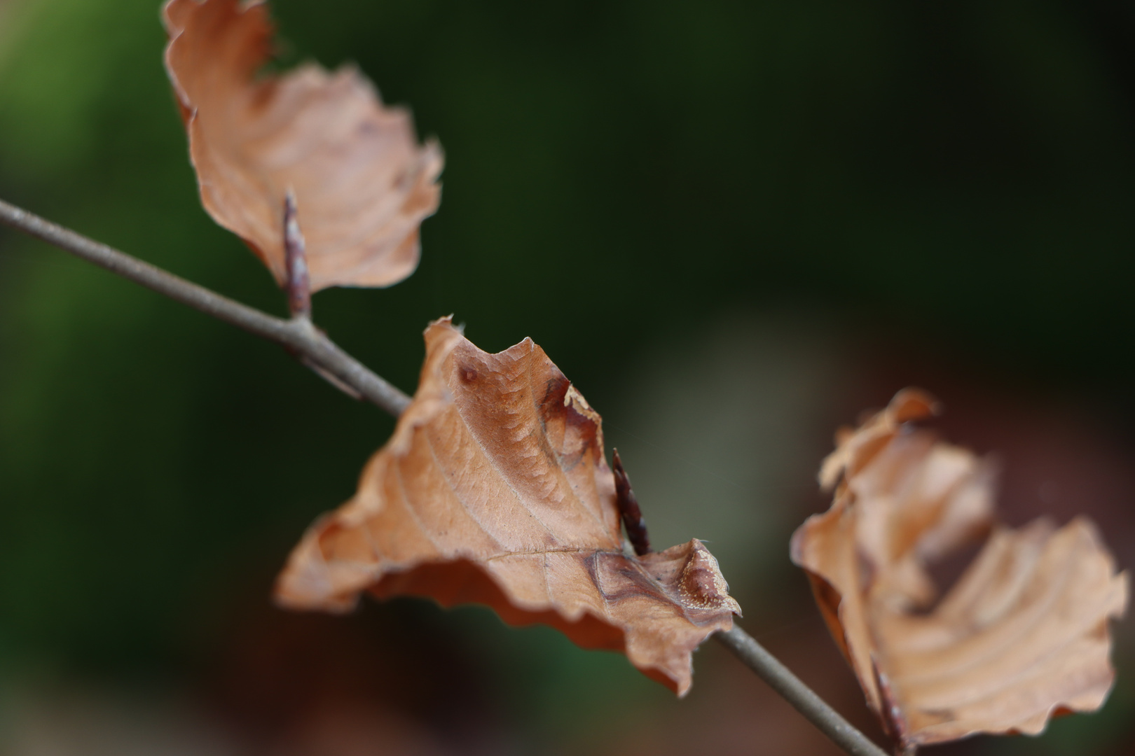 Herbstblatt