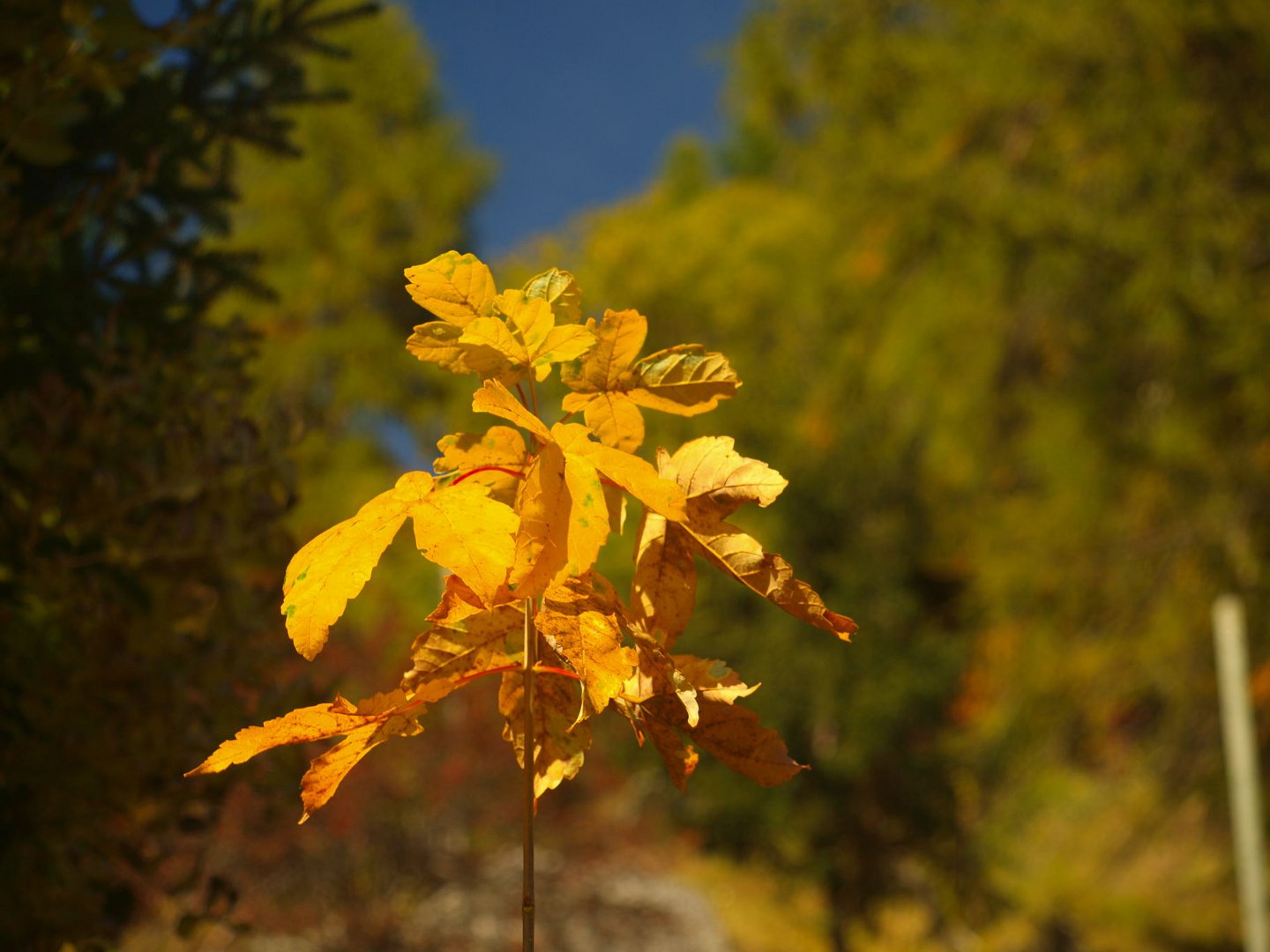 Herbstblatt