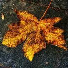 Herbstblatt